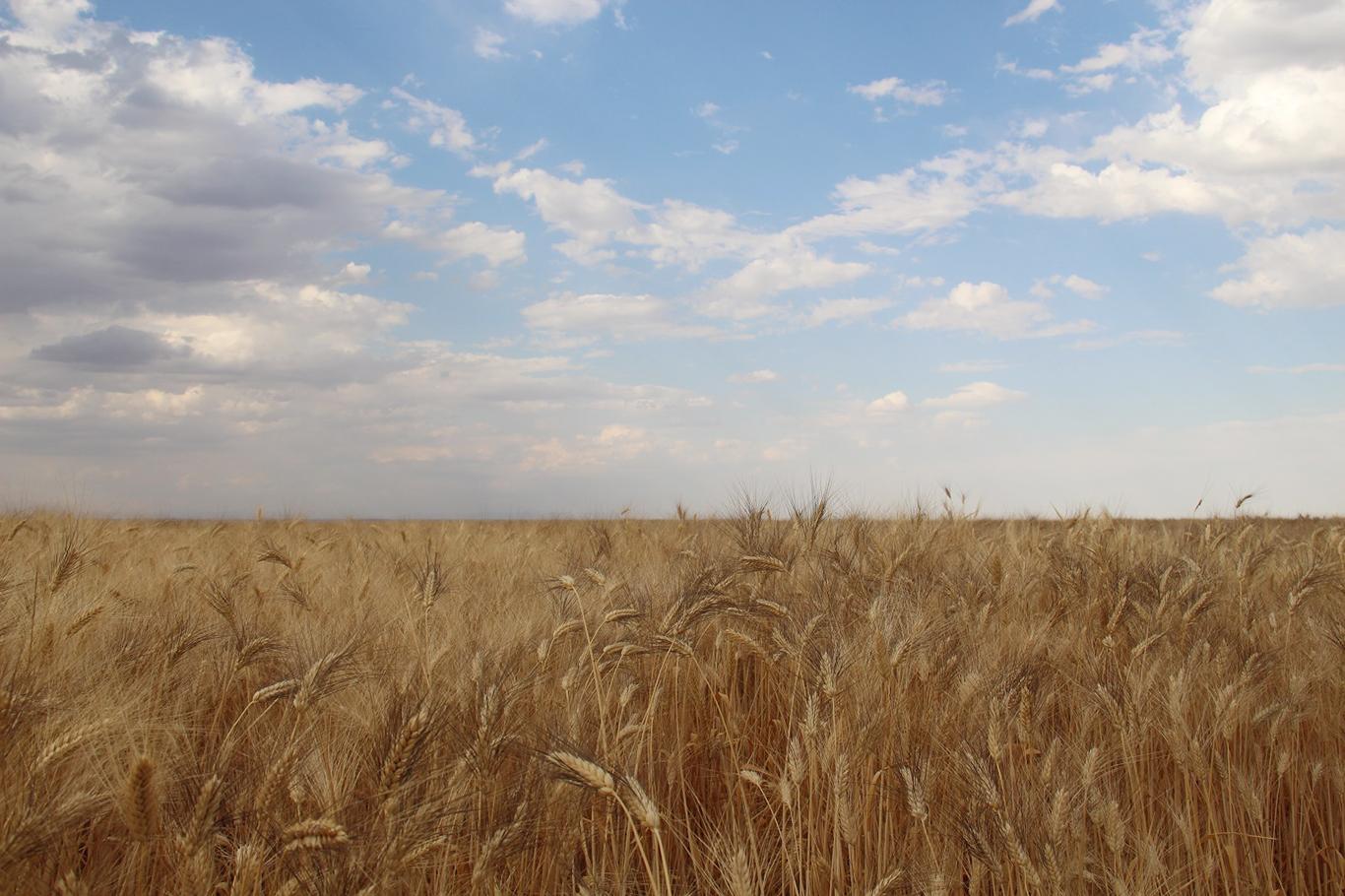 "Buğdayda verimde yüzde 10 artış bekleniyor"